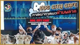 ทาสหมาทาสแมวห้ามพลาด คาเฟ่หมาแมว - DOG CITY CAFE | BB พาไปชิม