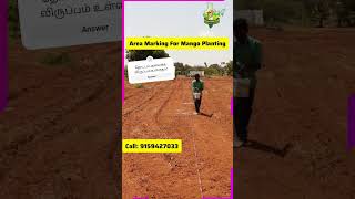 மா நடவு ஆரம்பம்! | Mango planting marking work | PASUMAI BHARATHAM AGRICULTURE SOLUTIONS