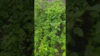 Khada Saag or amaranth leaves  || papa garden