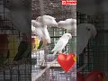 ❤️Love birds  Sweet Colour #sorts #like #subscribe ❤️