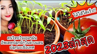 Thai people in Germany, planting tomatoes, spring