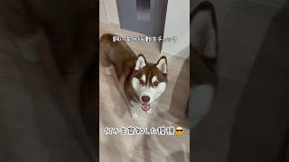 散歩が好きすぎるハスキー#shorts# #シベリアンハスキー #husky #dog #ハスキー #パピー