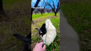 Husky lovers #husky #huskydog #huskypuppy #village #tiktok #video #fyp #views #trending #new #short