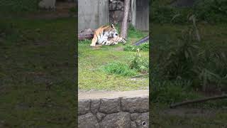 雨のほうが好きなのかな…？🐯🐅 23.2.19 1027 #アムールトラの風クン #天王寺動物園 #Siberian #tiger #minnanotennojizoo #animallovers