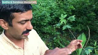 Nursery of Rare Endangered plants ಅಳಿವಿನಂಚಿನಲ್ಲಿರುವ ಅಪರೂಪದ ಸಸ್ಯಗಳ ನರ್ಸರಿ - ಕಜೆ ವೃಕ್ಷಾಲಯ - ವಸಂತ್ ಕಜೆ