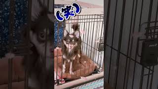 【衝撃】実はチワワじゃないかもしれない衝撃的な瞬間(笑)【極小チワワ子犬】TikTok