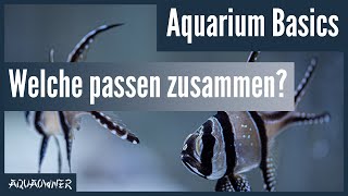 Welche Fische kann ich zusammen in einem Aquarium halten? | Aquarium Basics