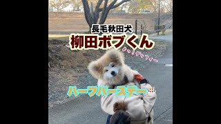 【ムク毛の秋田犬 柳田ボブくん】ハーフバースデー！！