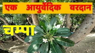 चंपा के आयुर्वेदिक फायदे | Medicinal Benefits Of Champa |  |  JadiButi Store