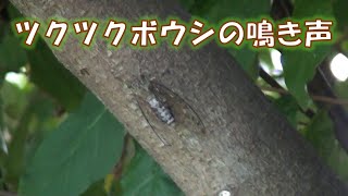 ツクツクボウシの鳴き声