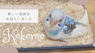 【セキセイインコ】我が家にインコがやってきました！