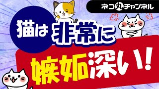 猫がやきもちをやく理由とヤキモチの行動には深い意味がある！