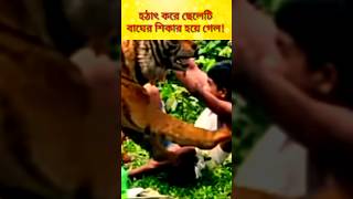 ভয়ংকর বাঘটি সুযোগ বুঝে ছেলেটির উপর ঝাঁপিয়ে পড়ল! #shorts #tiger #ভয়ংকরবাঘ #shortvideo