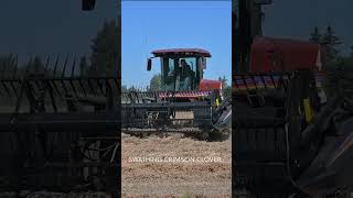 Swathing Crimson Clover in Oregon's Willamette Valley #harvest #clover #farm