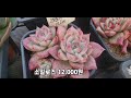 🌸신세대다육 010.4105.9117🌸 이쁜 아이들 골고루 제15탄 알뜰 구매찬스 하월시아쿠페리금~에스메랄다철화까지 ☕️☕️☕️☕️☕️