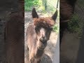 🦙 Adorable Alpaca Smile 😃 #Shorts