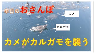 カメがカルガモを襲う・本日のおっさんぽ