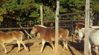 Lazy 5 Ranch behind the scenes#1