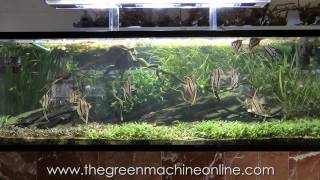 Aquascaping Shop Tour of The Green Machine