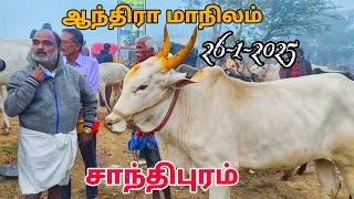 26-1-2025 santhipuram cow market ஆந்திரா மாநிலம் சாந்திபுரம் சந்தை நாட்டு மாடுகள்