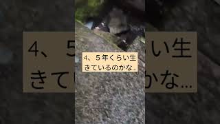 巨大ヒキガエル！こんな大きいのは…風伝のヌシ？  #shorts