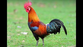 Do \u0026Think Good Always Country Chicken Thief நாட்டு கோழி திருடன் Comedy Tamil Motivation Storie Mr MK