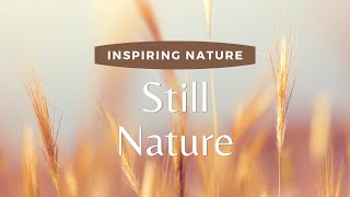 Still Nature | INSPIRING NATURE | Music Vídeo to Relax With Nature (The Story of Seasons)