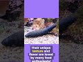 secrets of the sea cucumber nature s underwater wonder seacucumber fascinatingfacts sealife