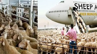 How to export millions of sheep, pig, cows - Modern Transport Technology by aircraft and big ship