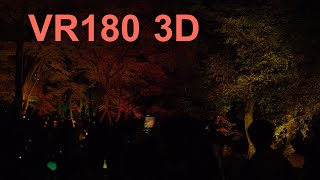 VR180 3D NAKED 紅葉の新宿御苑2023