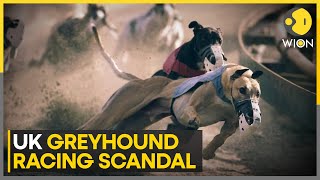 UK Greyhound Racing Scandal: Illegal Use Of Human 'Birth Control Pills' | World News | WION