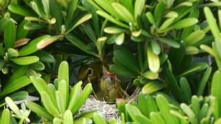 20090724 綠繡眼育雛 Japanese White Eye