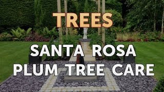 Santa Rosa Plum Tree Care