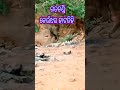 India Picnic Spot||Odisha Picnic Spot||Keonjhar Picnic Spot#shorts #viral