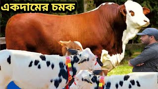 একদামের নতুন চমক। পশু চিকিৎসককের বকনার দাম জানুন। রশ্নী ডেইরি ফার্ম