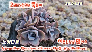 노아다육2탄/2포트5천원/당인금.백봉.짚시.뉴헨의진주.라일락.벤바디스.누비도나.아도데스/택배010 9884 1044