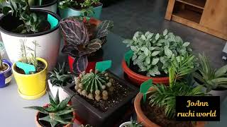 ഒരു ഗാർഡൻ ടൂർ|planter box|garden tour|