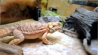 Happy Healthy Bearded Dragons Livin' Life \u0026 Stayin' Rad | Live Bug Feed @ChuckNorrizBeardedDragons