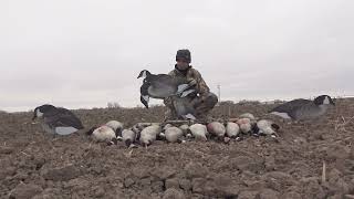 Do Silhouette Goose Decoys Really Work?