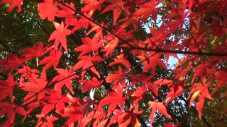 Izu-136  Autumn Colors at Jingi Taisha Shrine  神祇大社　紅葉　匂い桜