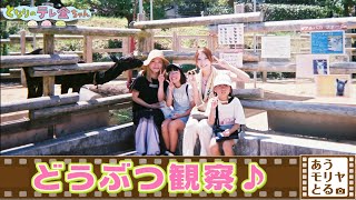 『あうモリヤとる　どうぶつ観察♪　～夏のいしかわ動物園 編～』（23年9月4日放送分）