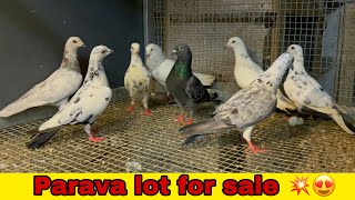 PARAVA LOT FOR SALE | 6374370483 | high flyers lot for sale | #pigeons