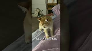 昨天去按摩了 猫咪足浴的8号黄玫瑰挺好的 大家可以试试看#猫咪的迷惑行为 #猫 #踩奶