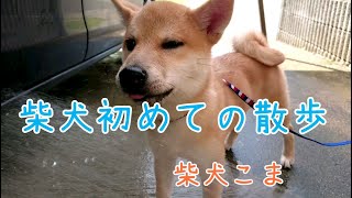 柴犬、初めての散歩【柴犬こま】Shiba Inu going for the first walk