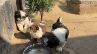 Shih tzu 10 Puppies 10 Days Of Life In One Small Video || Shih tzu Puppies || Shih tzu Dog ||