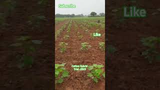 Cotton Hybrid Trial 2023 #cotton #hybrid #india_agriculture #agricultureindia #farmingideas