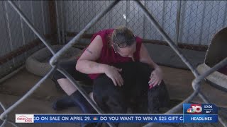 Local animal shelter is overflowing with dogs ready for adoption