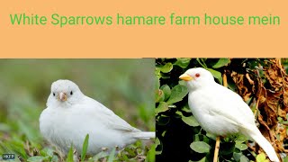 White Sparrows hamare farm mein