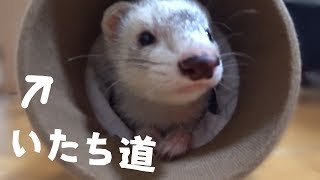 いたち道、トンネルで遊ぶフェレットが可愛い - ferret lab #501