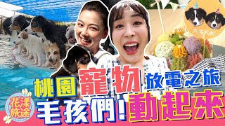 【桃園寵物餐廳】雙萌犬「大吉大利」來了！和狗狗一起游泳超療癒♥ Feat.邵庭｜花漾旅途